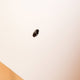 Taskmaster M4 x 50mm Black Snap Off Screw 12 Pack - Fastening Solution