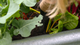 Scotts Osmocote Plus 50L Tomato Vegetable Herb Premium Planting Mix