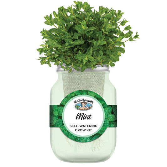 Mr Fothergill's Self Watering Mason Jar Grow Kit - Mint - 90mm x 172mm - Green - Compact Indoor Gardening – view 2 - Auzzistore