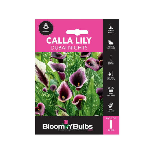 Bloomin Bulbs Calla Lily Dubai Nights 1 Pack - 193mm x 130mm x 60mm - Dark Purple - Auzzistore