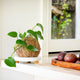 Kokedama Kit - 150mm - Ceramic - Unique Plant Display