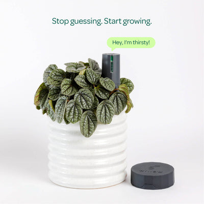 Willow Smart Indoor Plant Sensor Starter Pack - 1 Sensor & Hub - Charcoal - Monitors Soil Moisture, Light, Temperature & Humidity
