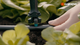 Gardena 90 Micro Irrigation Spray Nozzle 5 Pack - 2.75m Range - Black/Turquoise