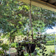 Jack Hanging Basket Hook - 600mm - Black - Durable Wire Construction