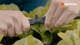 Gardena 13mm Micro Irrigation T Joint for Spray Nozzles 5 Pack - Black - Durable Connection