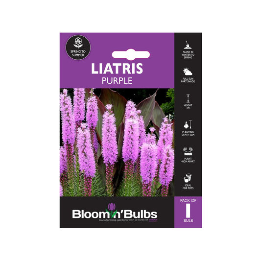 Bloomin Bulbs Summer Purple Liatris - 1 Pack - 193mm x 130mm x 60mm - Mauve-Purple - Upright Growth - Easy Maintenance - Auzzistore