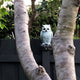 Jack Pest Control Motion Sensor Owl - 280mm - Plastic - Battery Powered