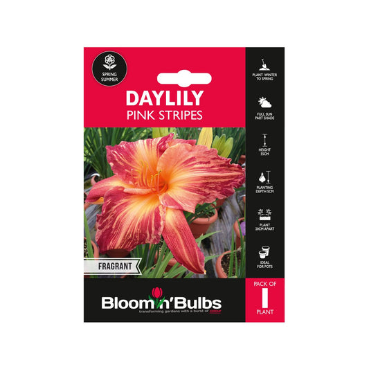Bloomin Bulbs Summer Daylily 1 Pack - Pink Stripes - 193mm x 130mm - Drought Resistant - Auzzistore