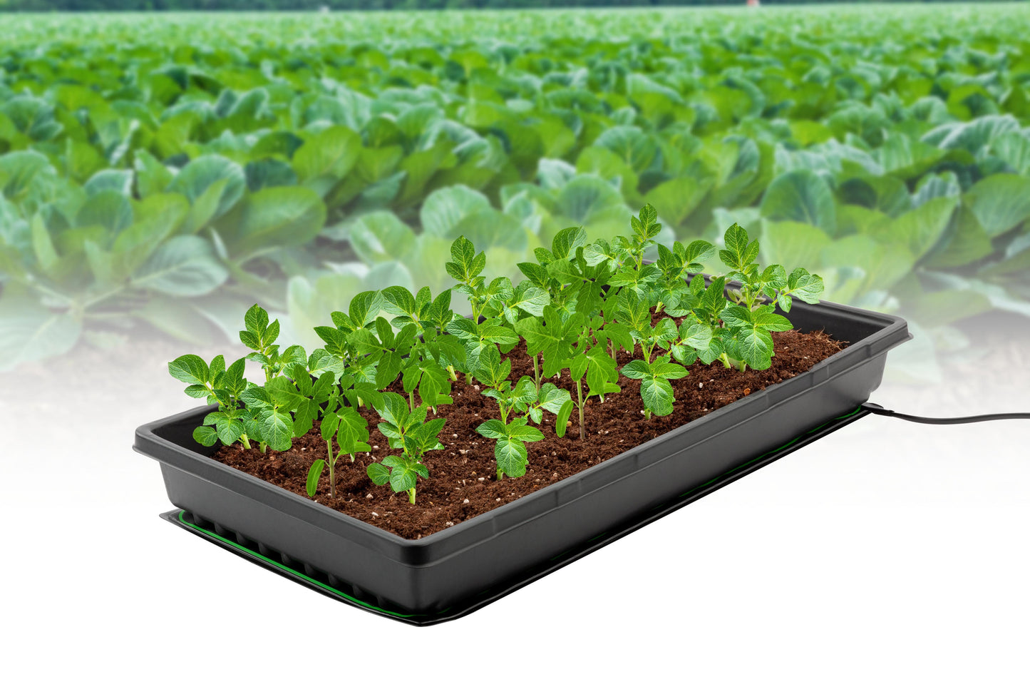 Certa Seed Propagation Heat Mat (25 x 52cm)