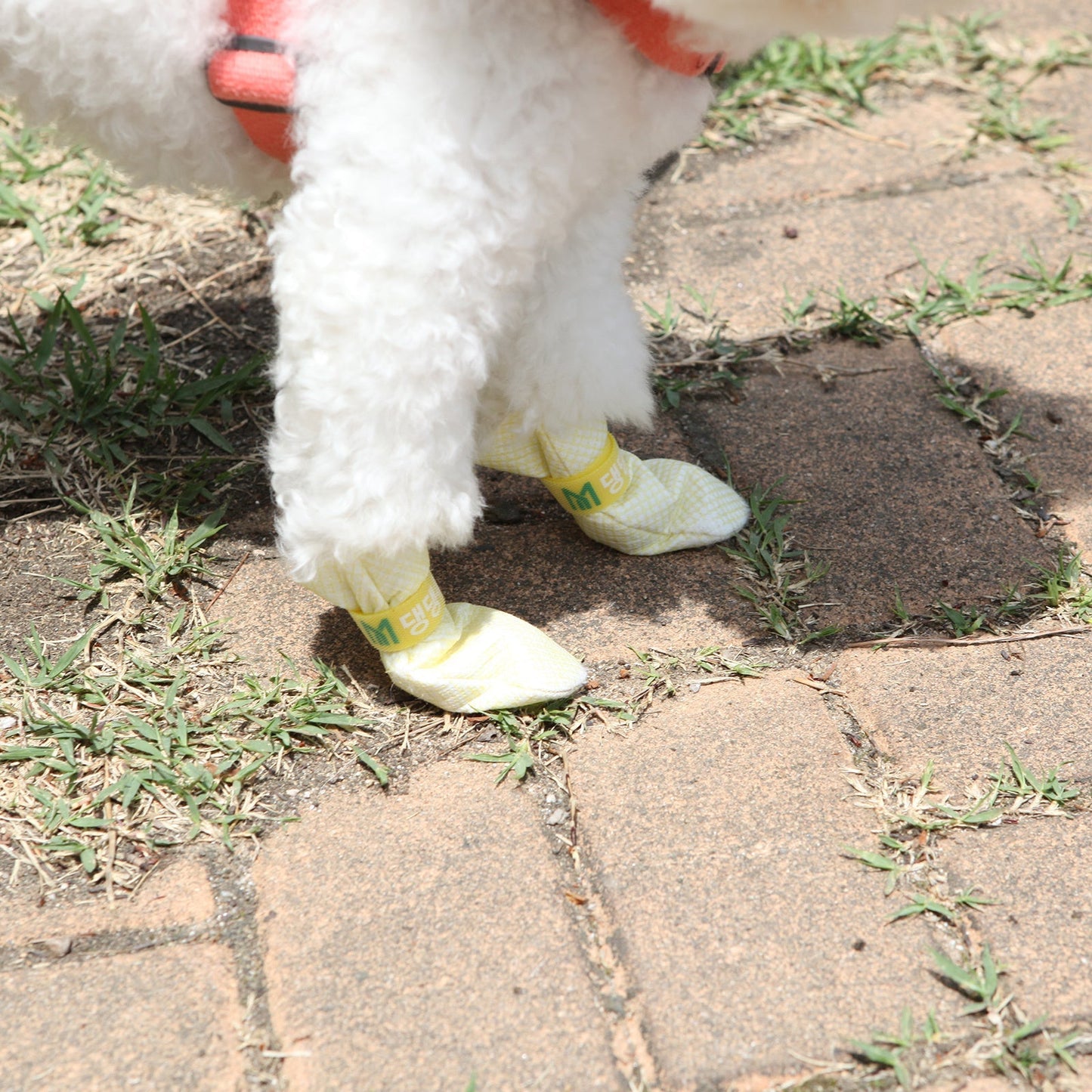 Daeng Daeng Shoes 28pc S Yellow Dog Shoes Waterproof Disposable Boots Anti-Slip Socks | Auzzi Store