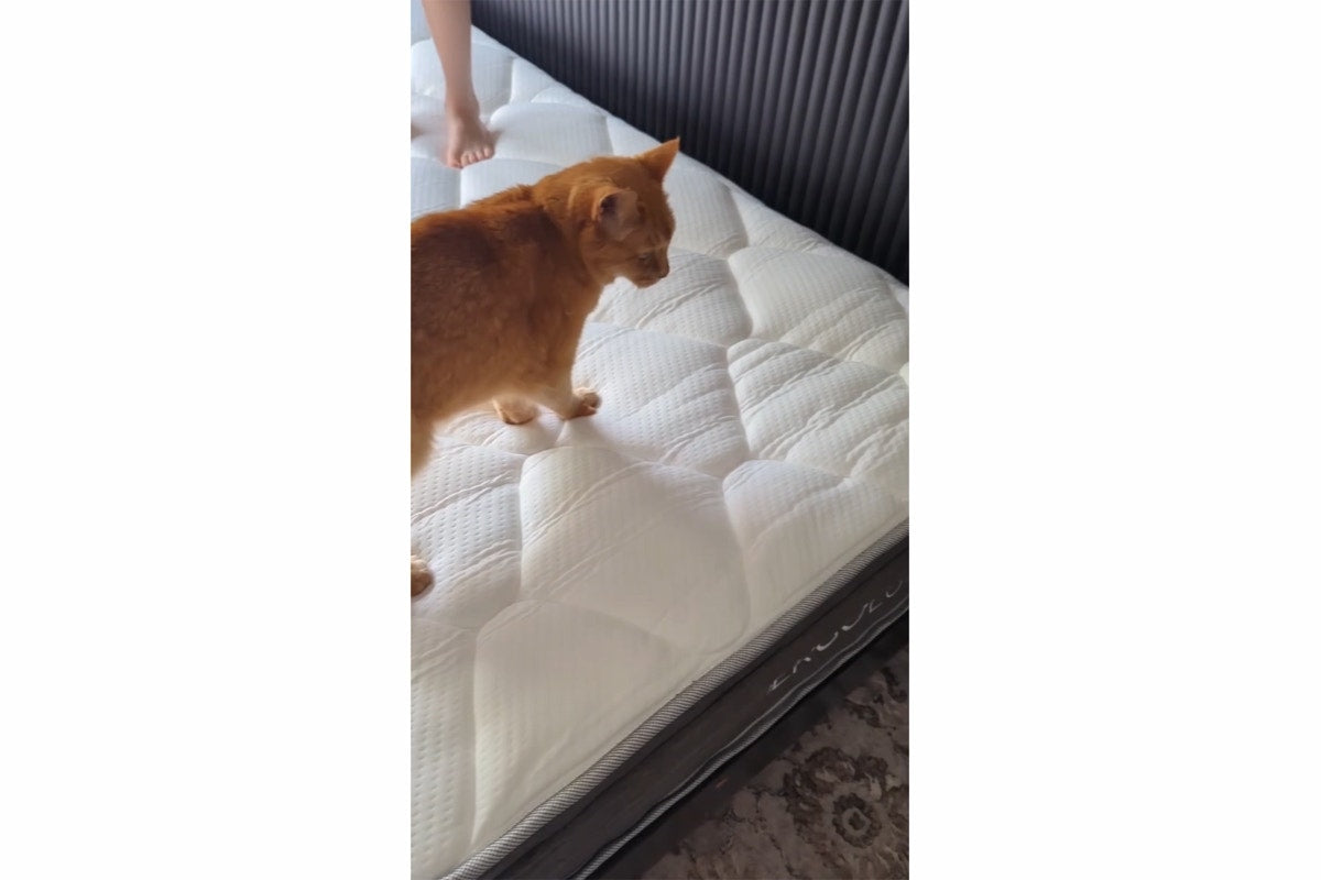 Ergolux Comfort Essential Pocket Spring Mattress (Single)