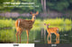 Kogan Binoculars with Night Vision and 2K Video Resolution – view 5