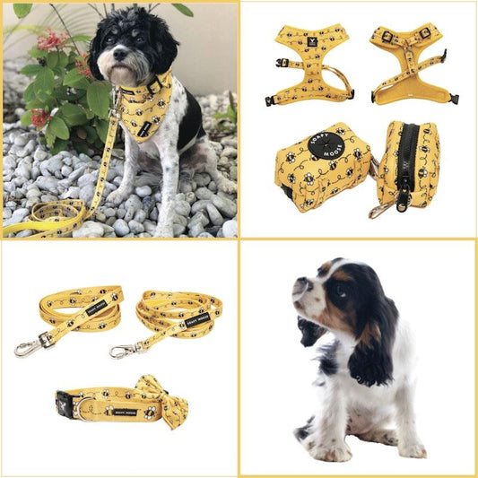 Soapy Moose Extra Small Dog Collar, Lead & Poop Bag Pack
