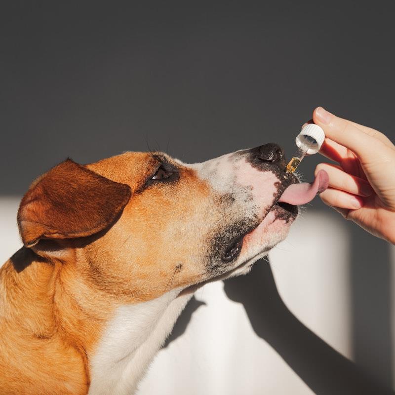 Essential Dog 100% Raw Hemp Seed Oil - 2x100ml