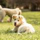 HOUNDZTOOTH Puppy Probiotic Health Supplement for Dogs - 200g – view 9 - Auzzistore