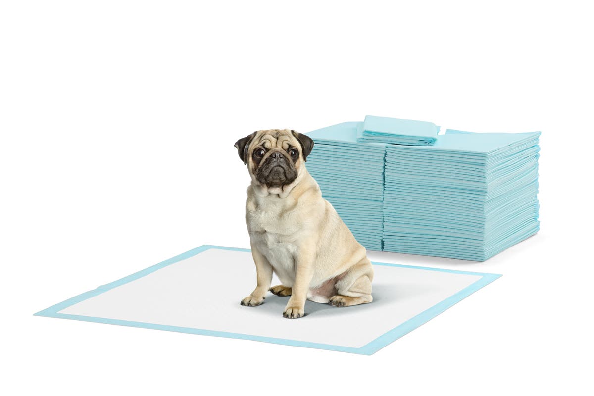 Pawever Pets 200 Pack Puppy Training Pads (Blue)