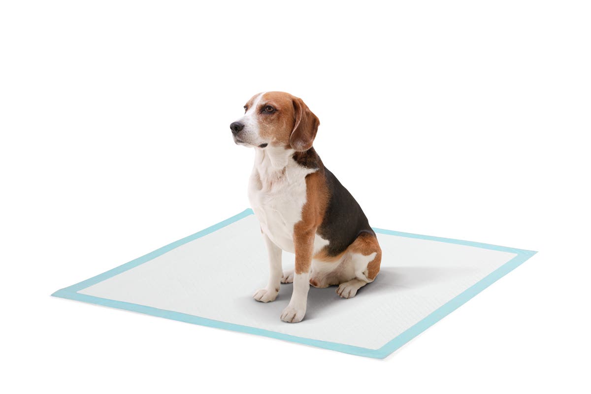 Pawever Pets 200 Pack Puppy Training Pads (Blue)