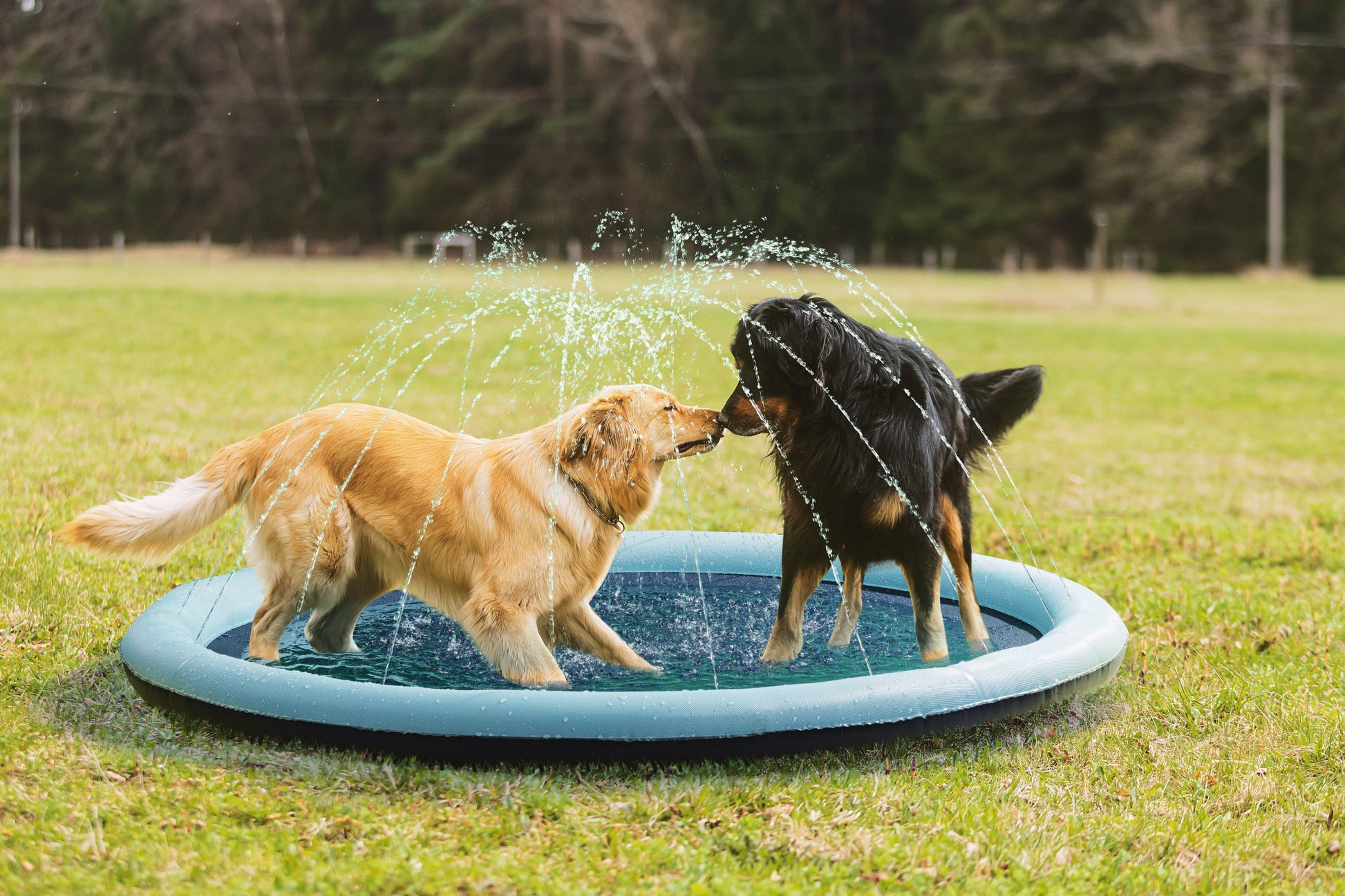 Pawever Pets Sprinkler Mat (Large)