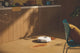 Roborock Q10V+ Vacuum Cleaner (Official Australian Model)