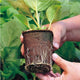 10pcs Biodegradable Seedling Trays 12-Hole Garden Starter – view 3