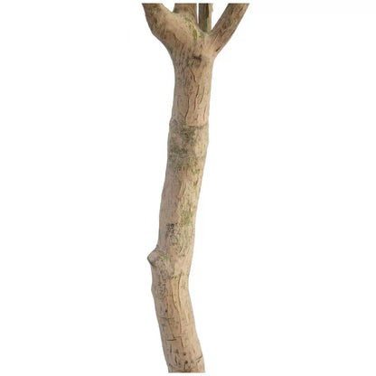 Artificial Olive Tree Decoration Piece -  2 M