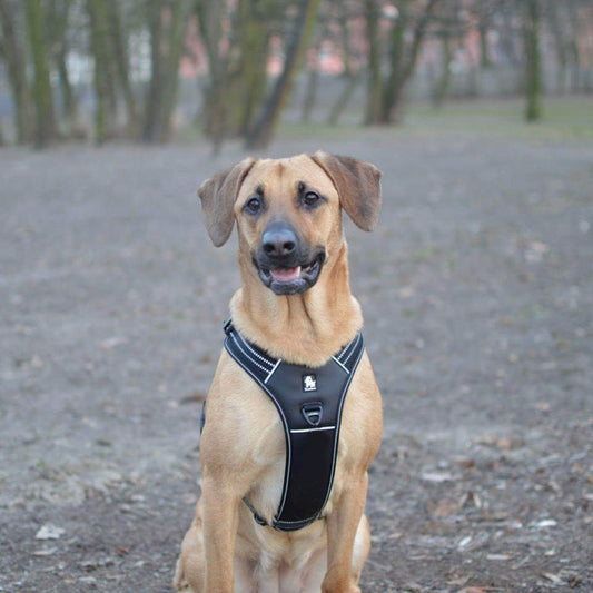 Reflective Heavy Duty Harness Black XL – view 2