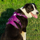 Whinhyepet Harness Purple 2XS – view 2