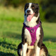 Whinhyepet Harness Black XS – view 4