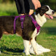 Whinhyepet Harness Black XS – view 7