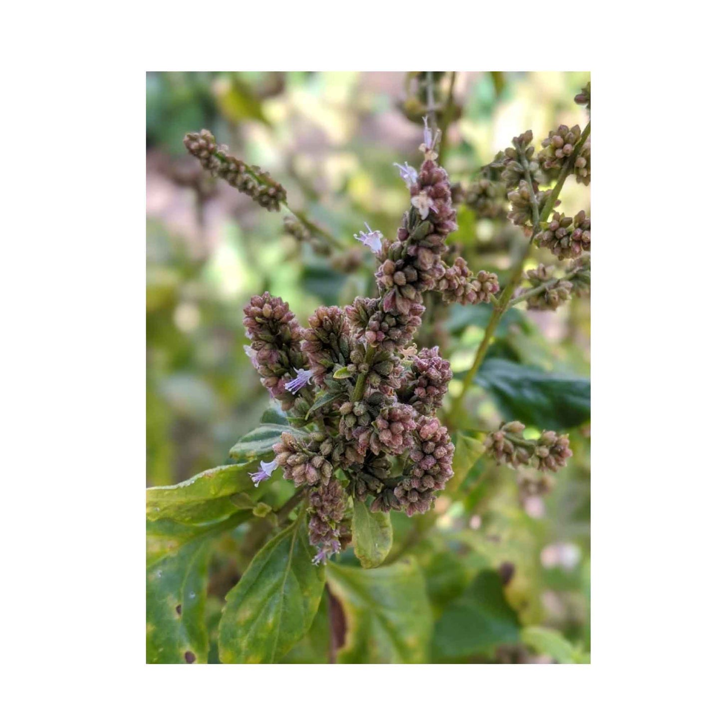 Patchouli Scented Pure Plant Oil Soap Bars 100g, French-Milled, Non-Drying, Made in Australia (4 Pack)