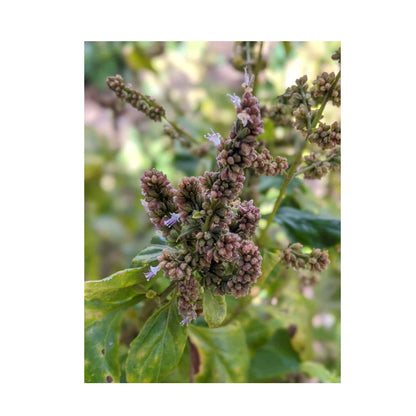 Patchouli Scented Pure Plant Oil Soap Bars 100g, French-Milled, Non-Drying, Made in Australia (4 Pack)