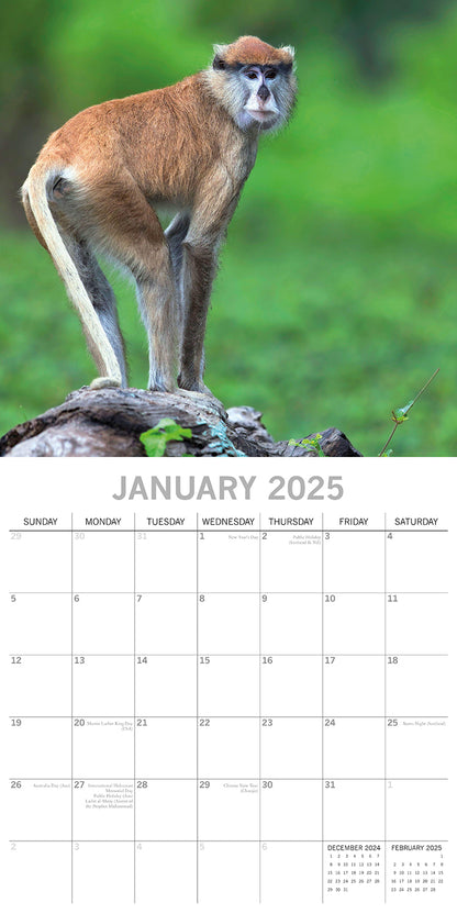 Monkey Business 2025 Square Wall Calendar Animals 16 Months Premium Planner Gift