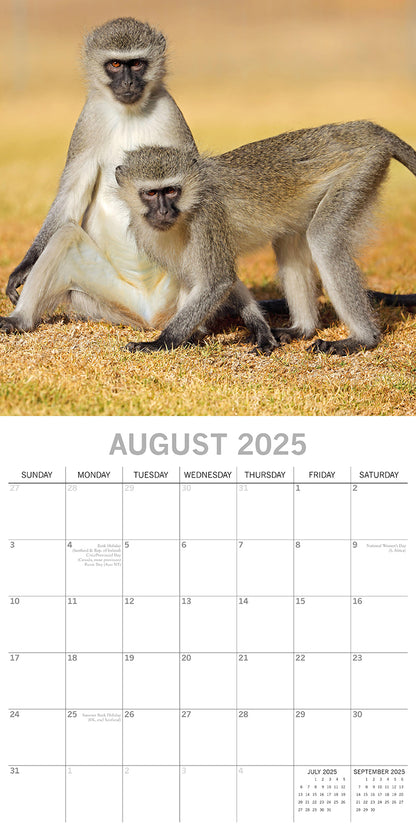 Monkey Business 2025 Square Wall Calendar Animals 16 Months Premium Planner Gift