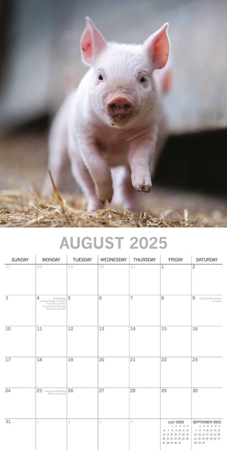 Piggies - 2025 Square Wall Calendar Pets Animals 16 Months Premium Planner Gift