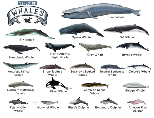 TYPES OF WHALES A4 Matte Laminated Poster Print Fish - 210mm x 297mm – view 2