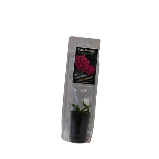 Cymbidium Hybrids 30mm Green Plant Easy Care Long-Lasting Blooms - Auzzistore