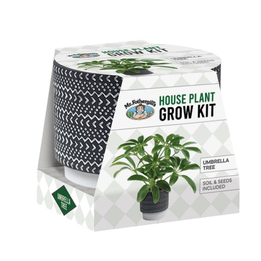 Mr Fothergill House Plant Grow Kit - Umbrella Tree - 100mm Terracotta Pot - Indoor Gardening - Auzzistore