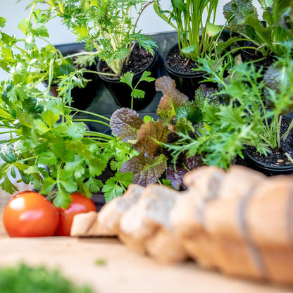 Holman Benchtop Greenwall Garden - Compact Plastic - No Mess Watering