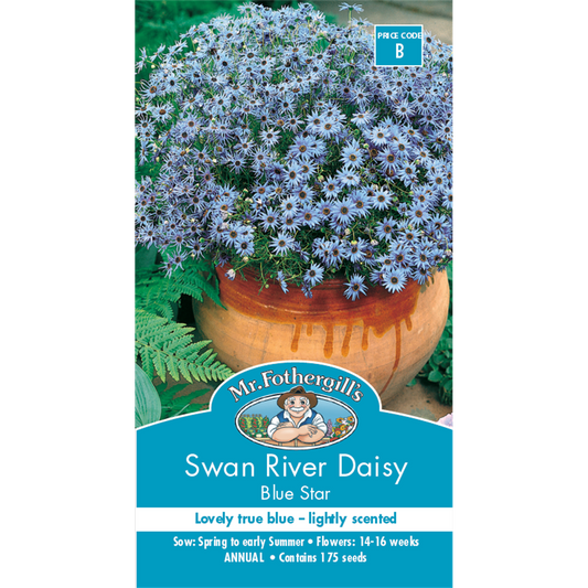 Mr Fothergill S Swan River Daisy Seeds - Blue - 30cm - Annual - Scented - Auzzistore
