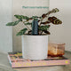 Willow Smart Indoor Plant Sensor Starter Pack - 1 Sensor & Hub - Charcoal - Monitors Soil Moisture, Light, Temperature & Humidity