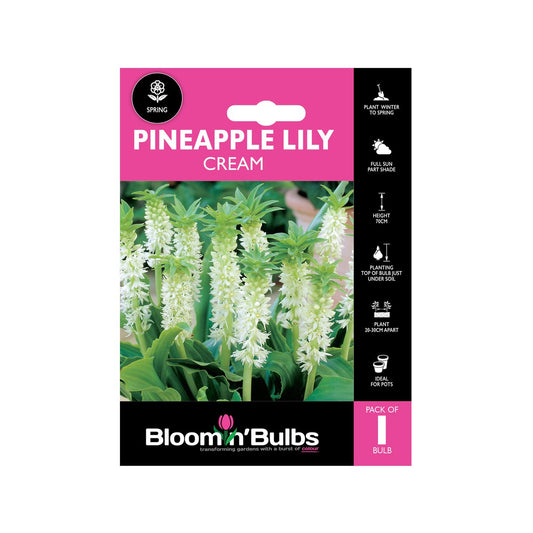 Bloomin Bulbs Pineapple Lily Cream 1 Pack - 193mm x 130mm x 60mm - Hardy Summer Flowering Bulb - Auzzistore
