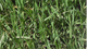Yates BuffaloPro Weed Killer - 2.4L - Liquid - Ready to Use