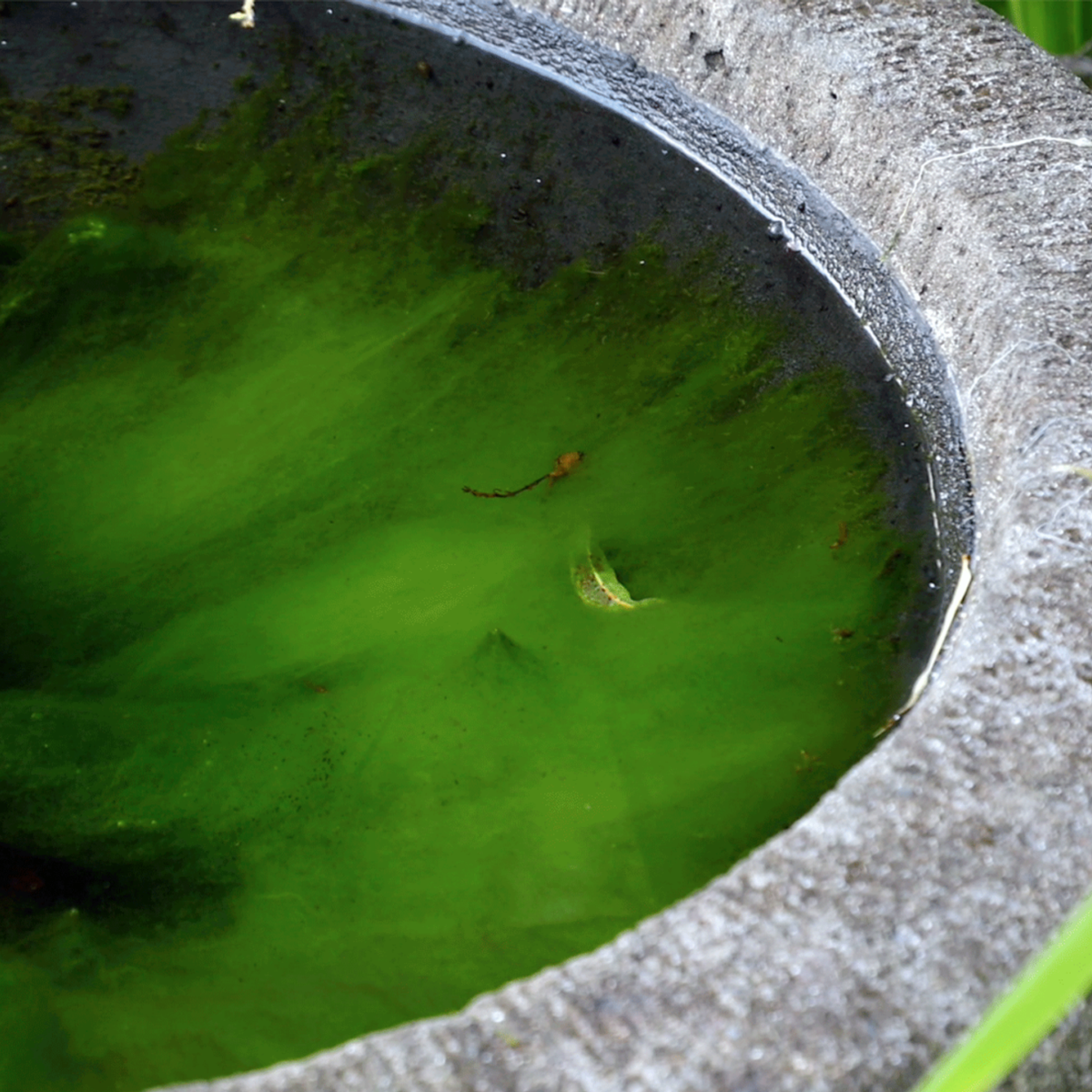 Aquapro Pond Algae Block 20g Treats 800 Litres Prevents Algae Growth