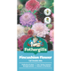 Mr Fothergill Pincushion Scabious Mixed Seeds 90cm Tall Attracts Bees