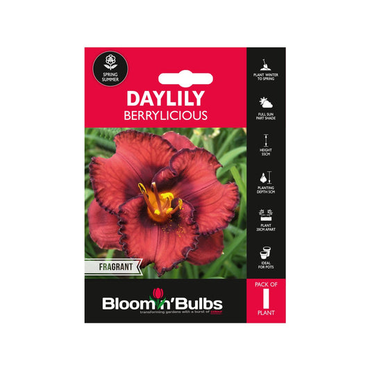 Bloomin Bulbs Summer Daylily 1 Pack - Hemerocallis x hybrid - 193mm x 130mm - Drought Resistant - Low Maintenance - Auzzistore