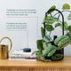 Willow Smart Indoor Plant Sensor Starter Pack - 1 Sensor & Hub - Charcoal - Monitors Soil Moisture, Light, Temperature & Humidity