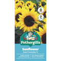 Mr Fothergill Sunflower Dwarf Sunsation Seeds 45cm Seed Quick Flower