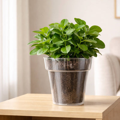 Eden Clear Planter 20cm Polypropylene Lightweight Durable Design