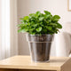 Eden Clear Planter 20cm Polypropylene Lightweight Durable Design