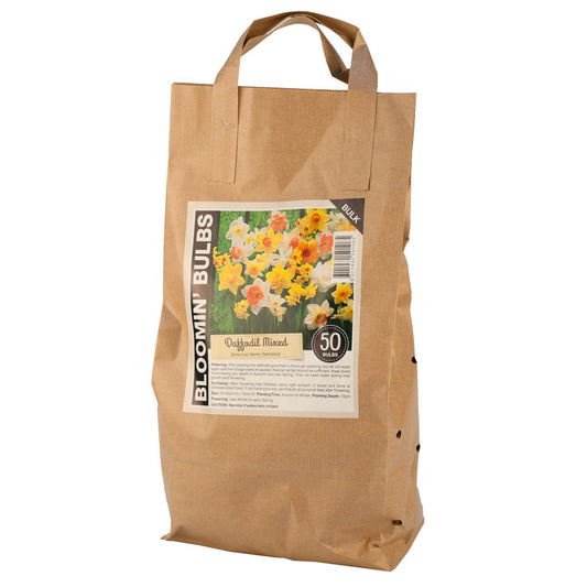 Bloomin Bulbs Daffodil Bulb - 50 Pack - Paper Bag - Easy to Grow - Auzzistore